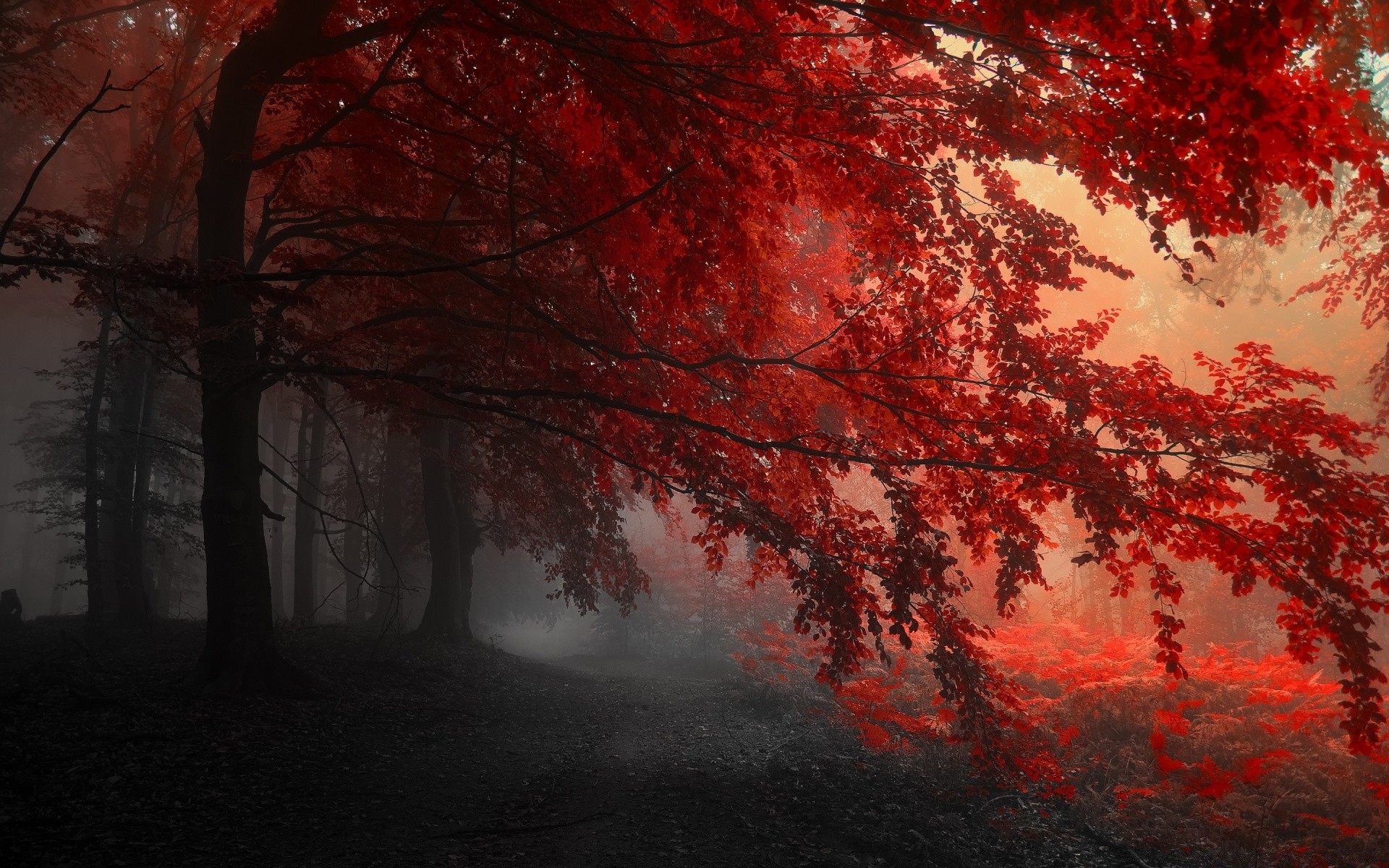 hearts fall tree fog landscape leaf wood mist