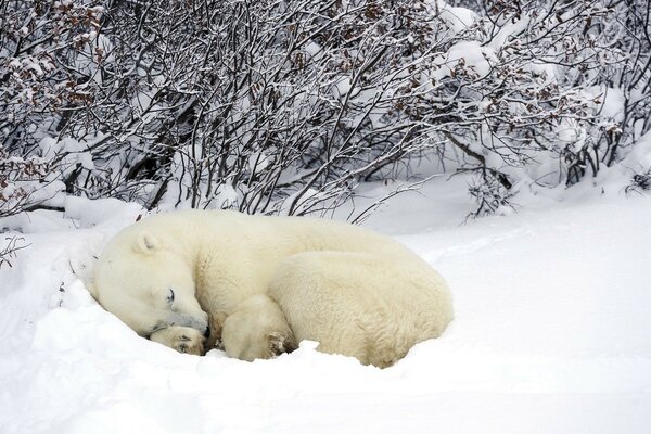 Doce sonho na neve dos ursos polares