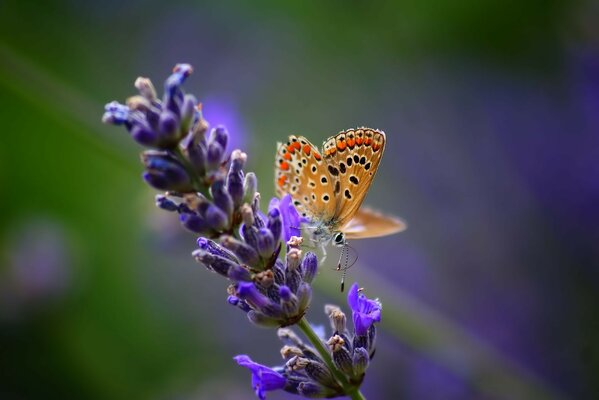 A butterfly collects nectar from a purple flower