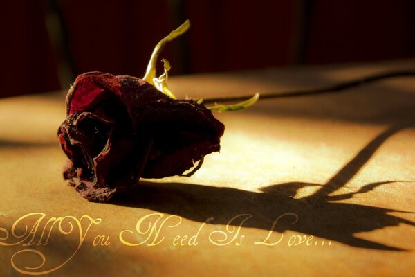 A dried flower on wood