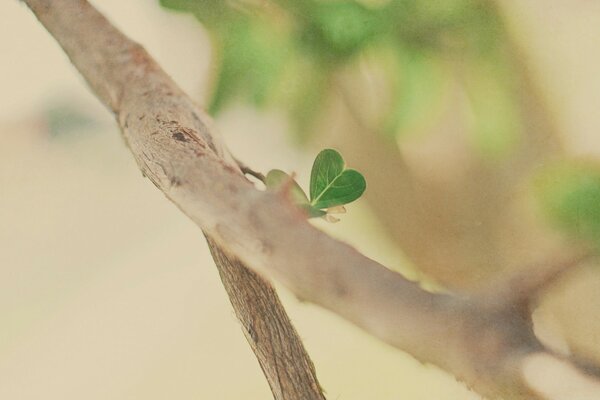 A twig of a tree with delicate leaves