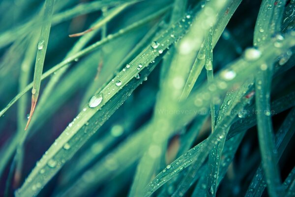 Tropfen, die über das Gras fließen. Tau. Der Regen