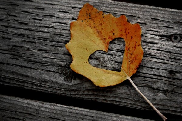 Autumn leaflet with a heart-shaped hole