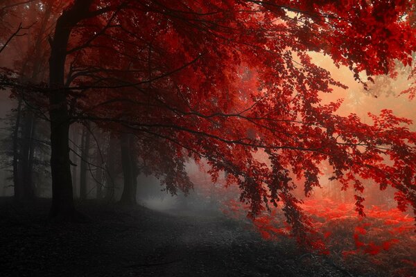 Autunno. Alberi. Un bel paesaggio