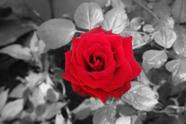 Monochrome image of a red rose