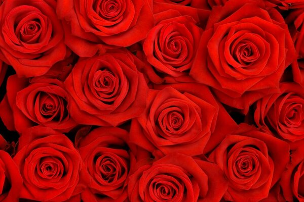 A million beautiful red roses