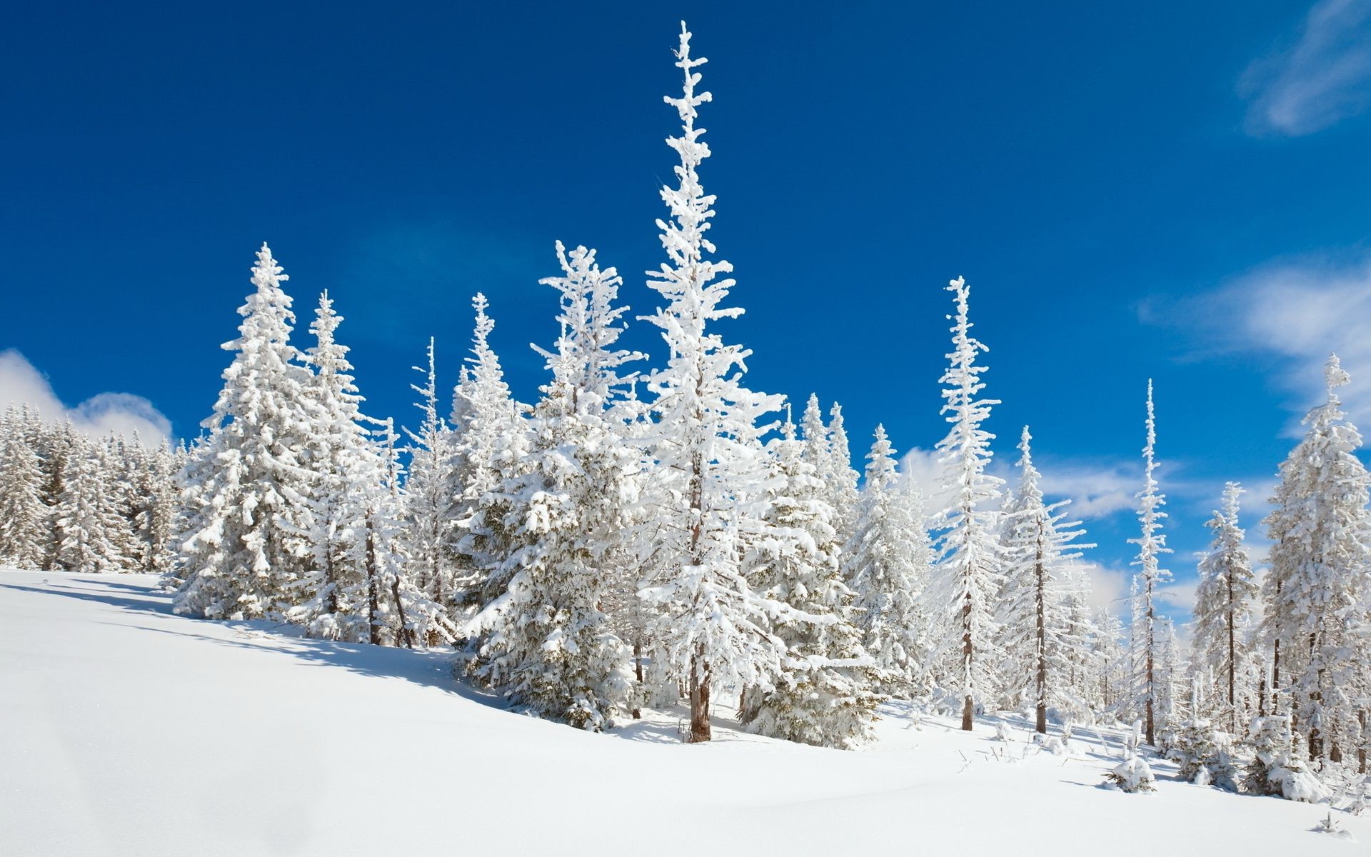 inverno neve frio geada madeira congelado temporada árvore gelo montanha neve tempo paisagem abeto cênica evergreen pó bom tempo abeto natureza