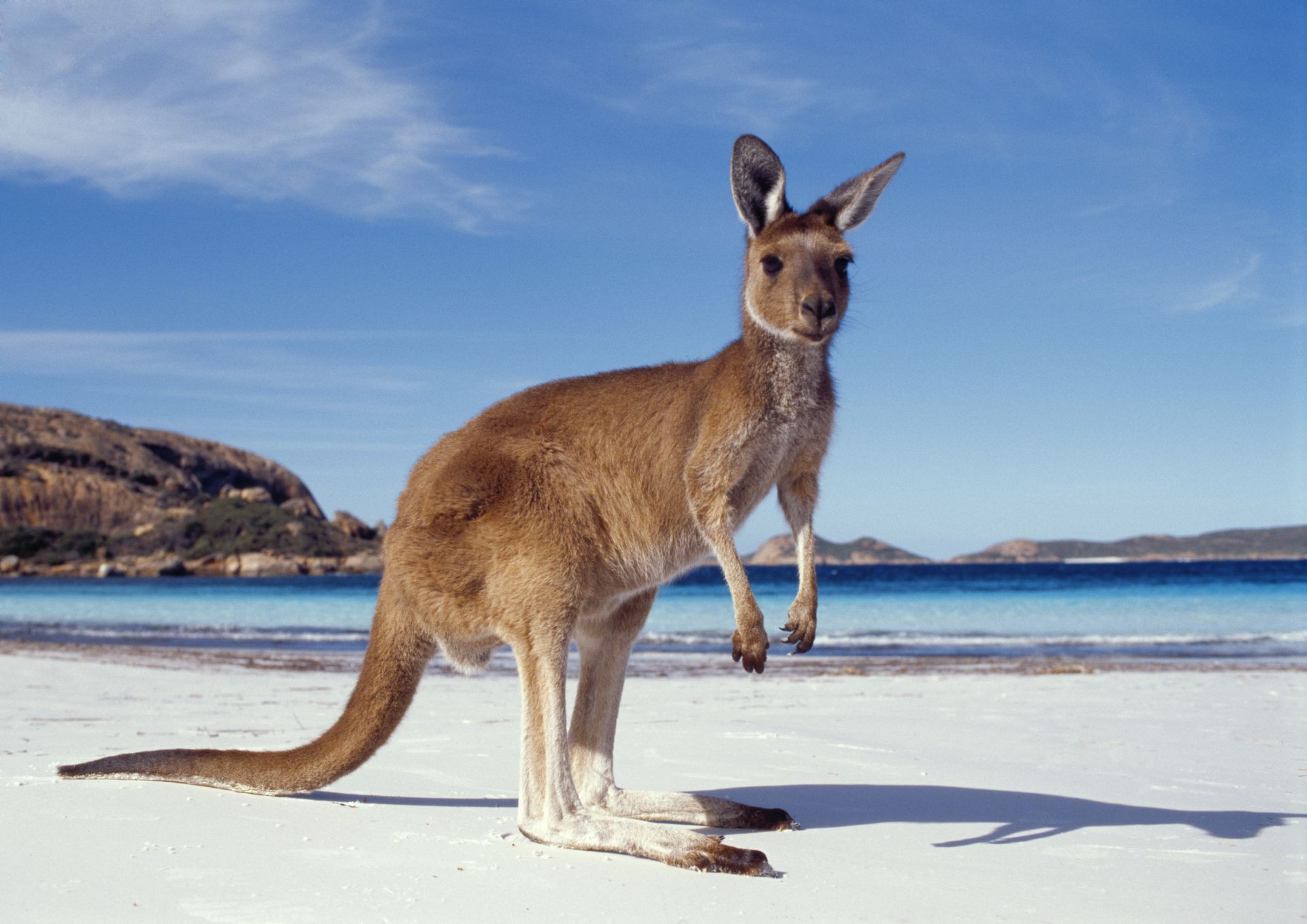 kangaroo mammal water seashore