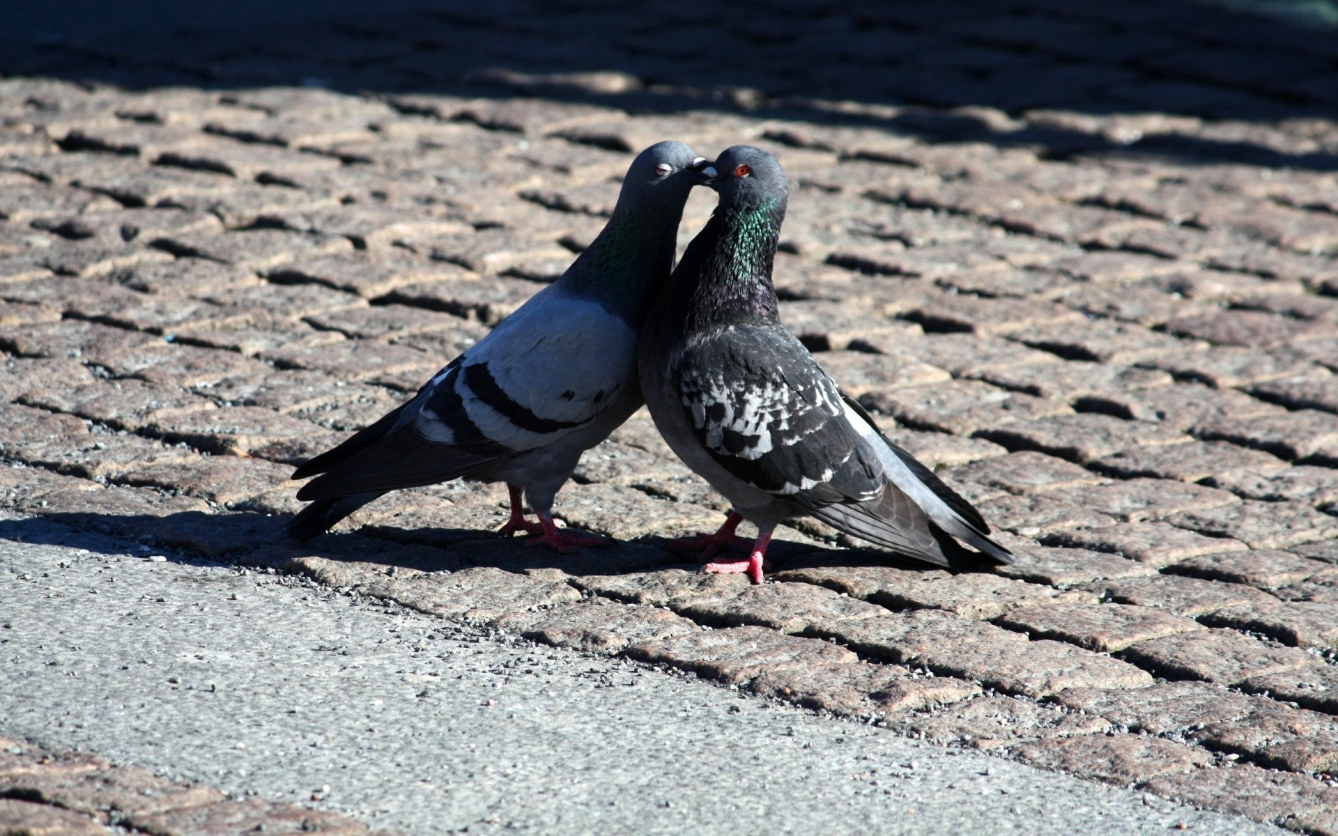 coeurs oiseau nature pigeon faune à l extérieur animal plume unique pierre