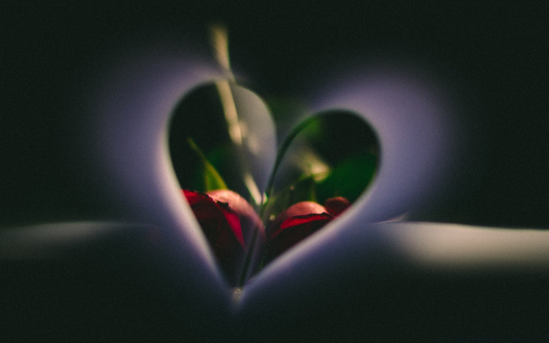 herzen unschärfe blume blatt abstrakt natur wachstum licht farbe flora gut kunst baum