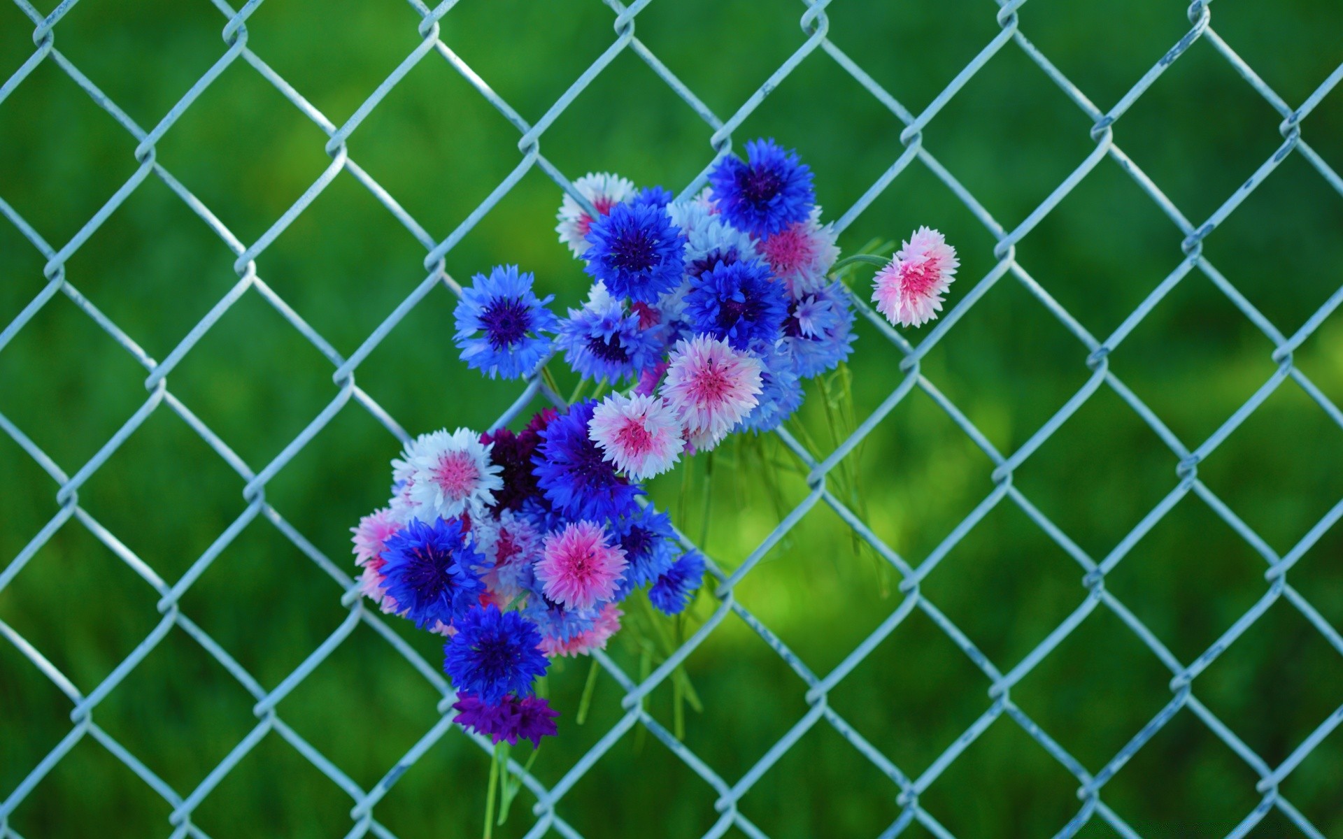 coeurs clôture cage football