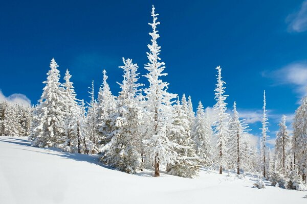 Beautiful morning in the winter forest