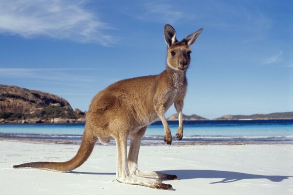 Kangaroo on the beach. The Blue Sea