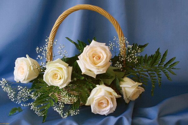 Bouquet de cinq roses blanches sur fond de tissu drapé bleu