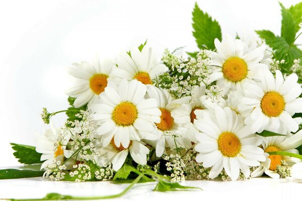 Bright and fresh bouquet of daisies