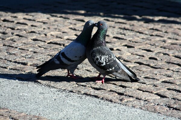 Two pigeons on a sunny pavement