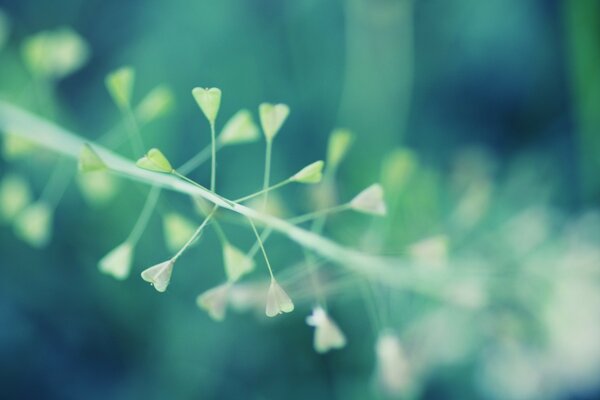 Branche d herbe avec des feuilles de coeurs