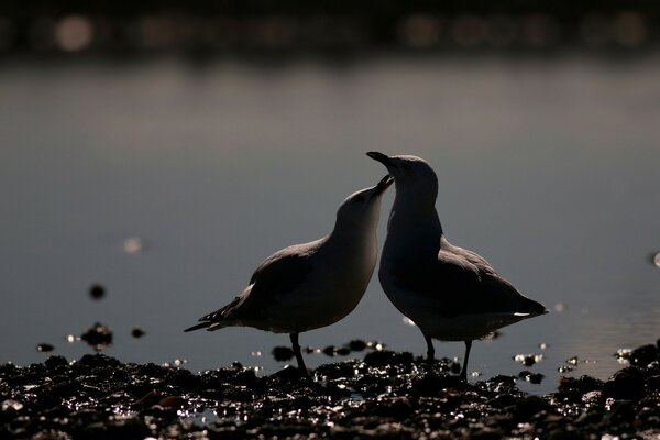 Love birds in the wild