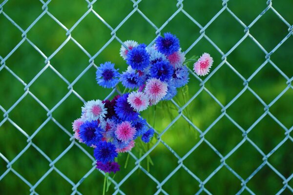 Flores en malla de valla azul y púrpura