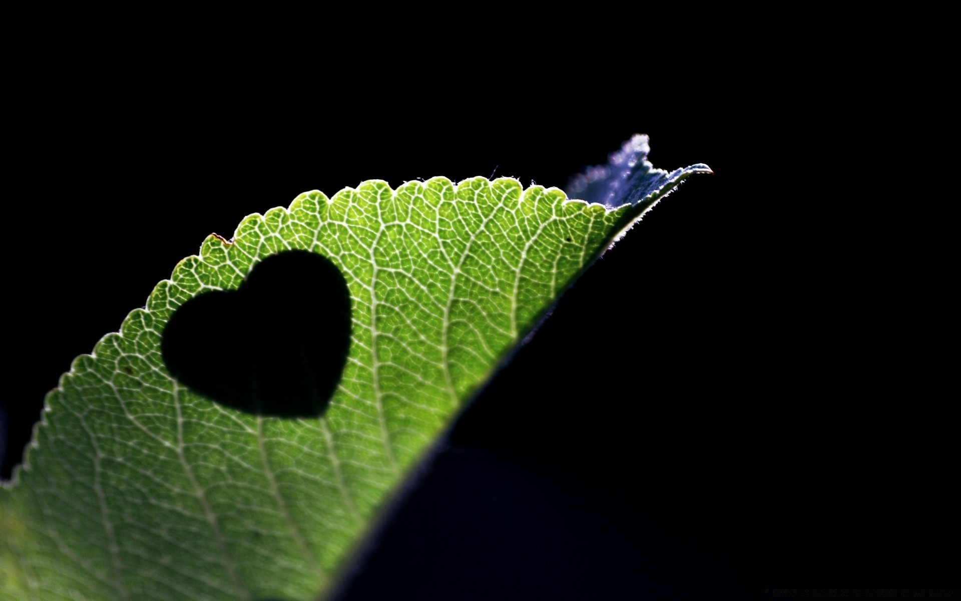 hearts leaf nature flora desktop garden environment insect color drop light close-up abstract rain growth