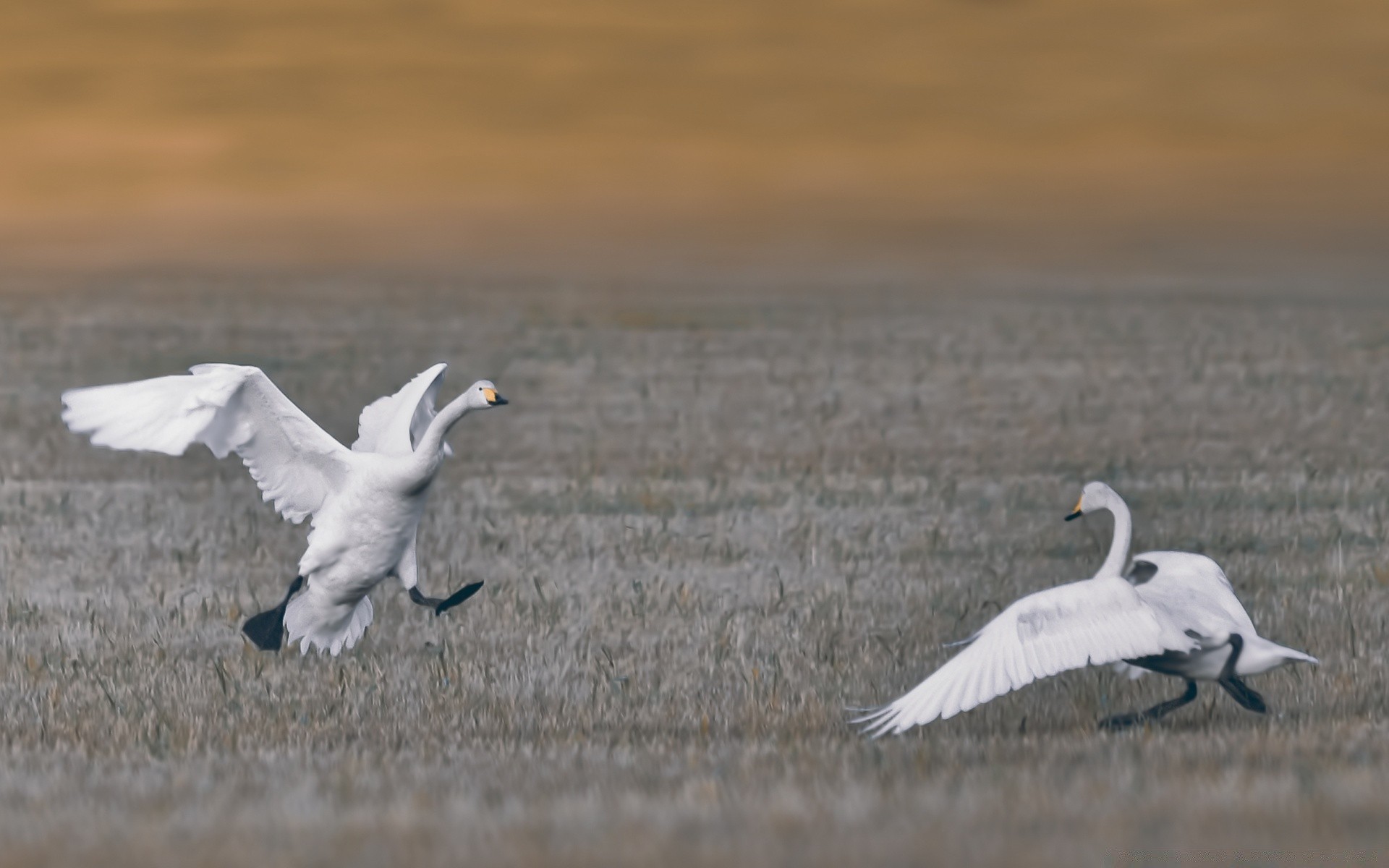 cuori uccello fauna selvatica cigno acqua piuma gabbiani natura uccelli acquatici animale lago volo oca collo becco uccelli inverno avian all aperto selvaggio