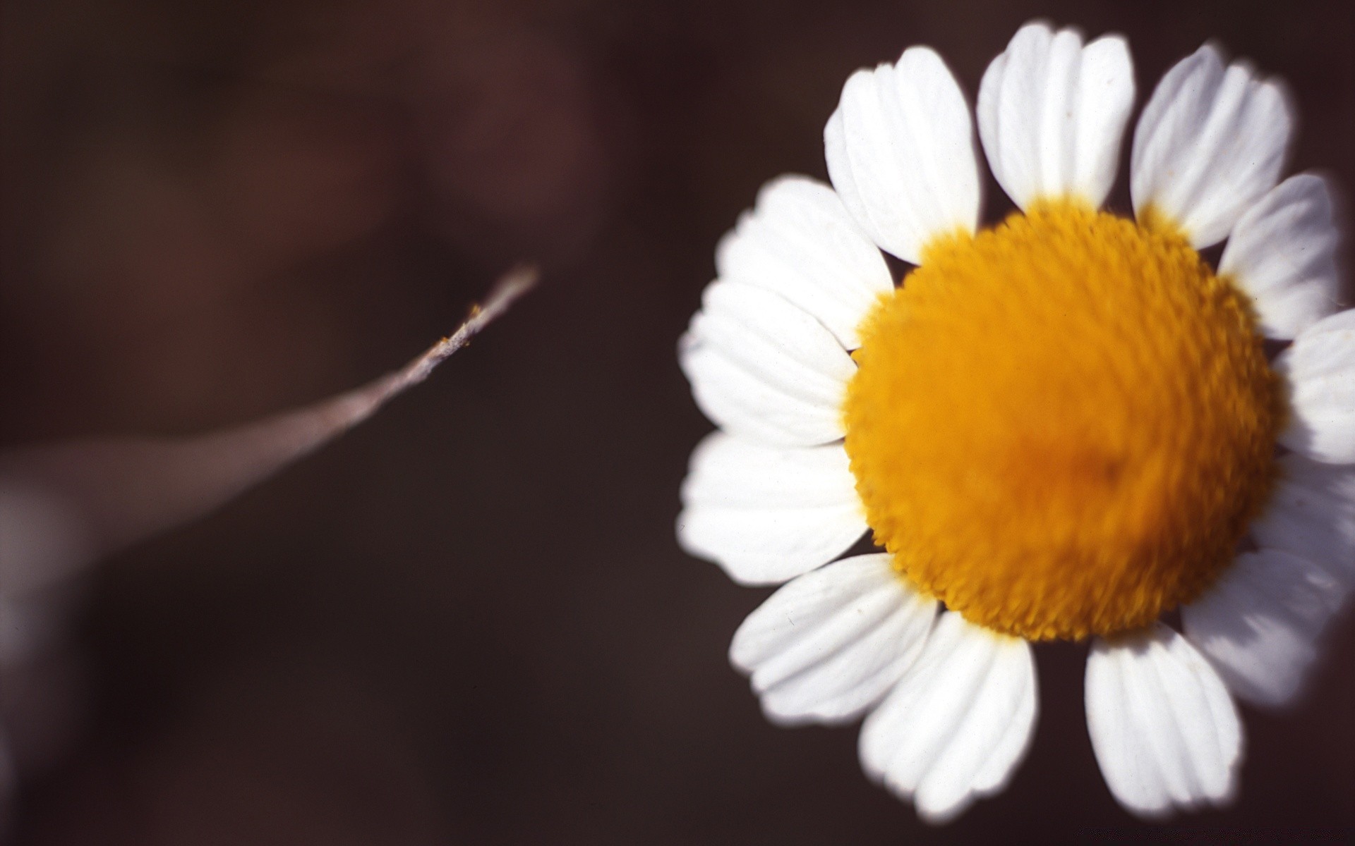 herzen natur flora blume schließen unschärfe desktop hell schön farbe blatt