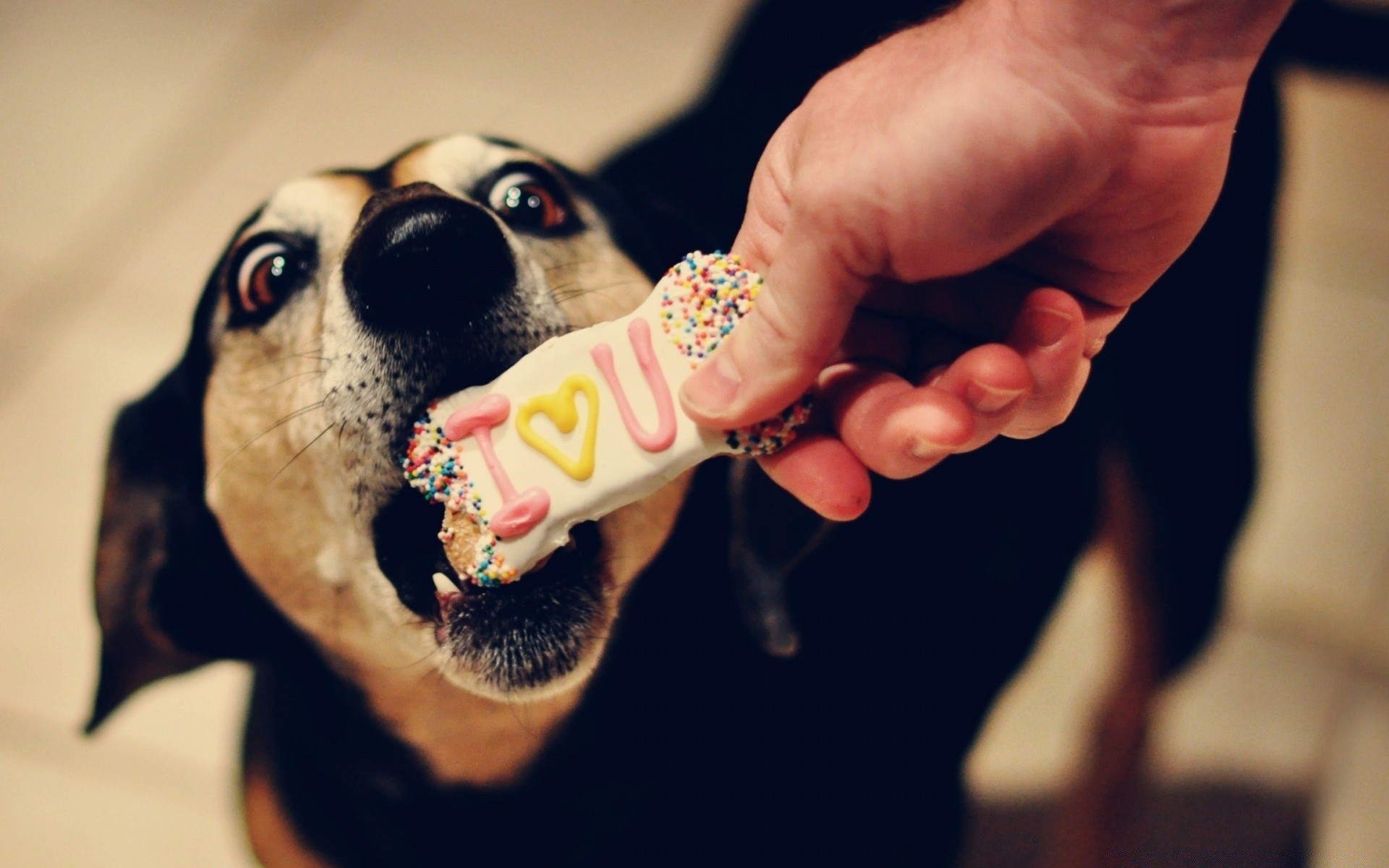 corazones perro retrato chica mujer solo adulto mamífero animal