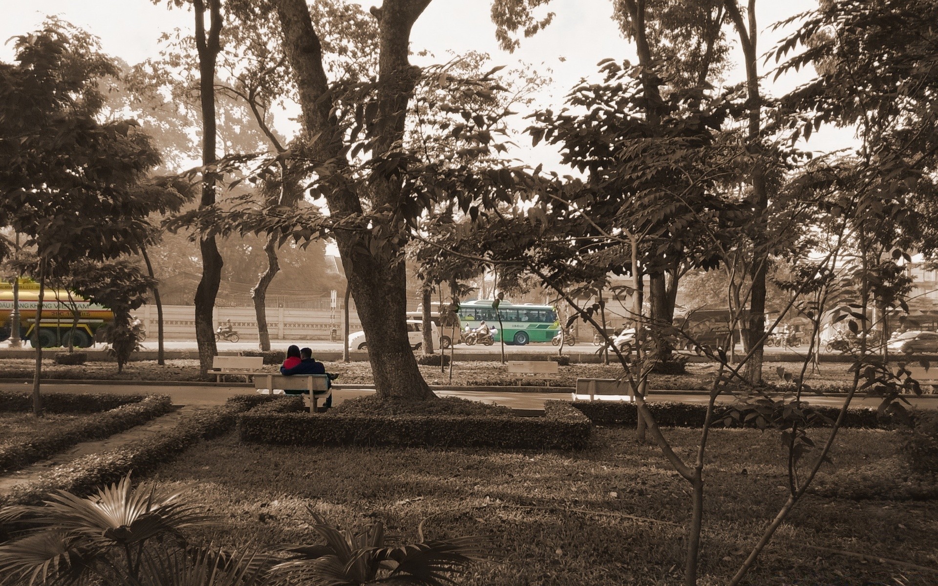 corazones árbol parque banco al aire libre jardín paisaje sombra carretera solo