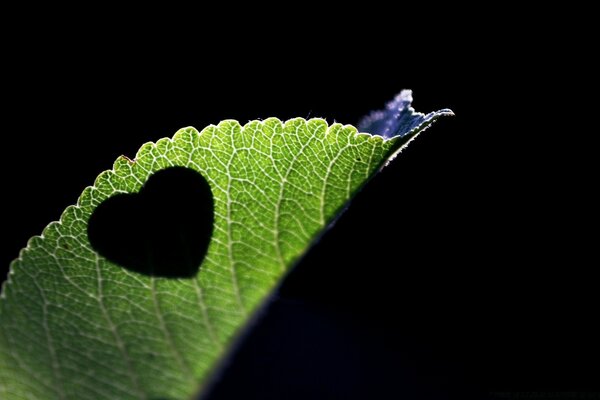 Herz auf Blatt geschnitzt