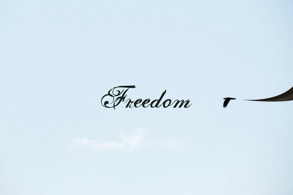 A bird soaring in the open air, in the sky - freedom