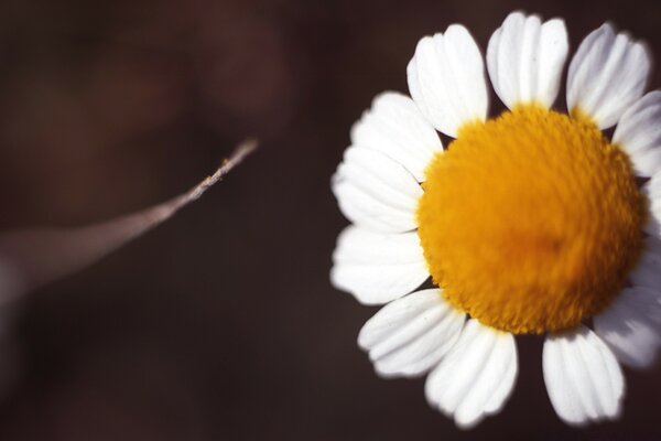 Camomila solitária em uma fotografia macro