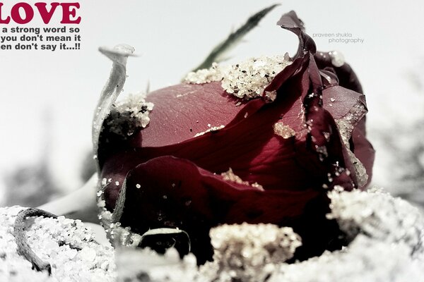 Red rose on white sand