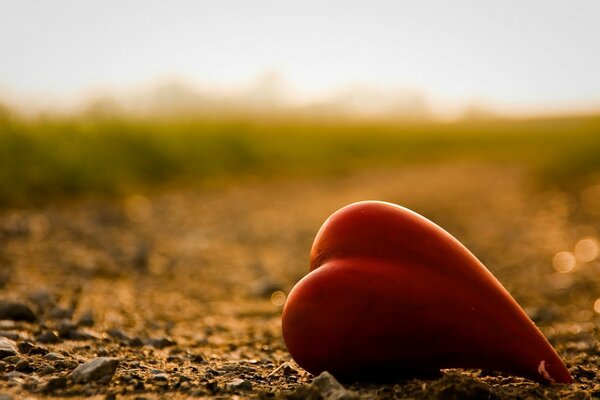 Corazón en el camino en la naturaleza