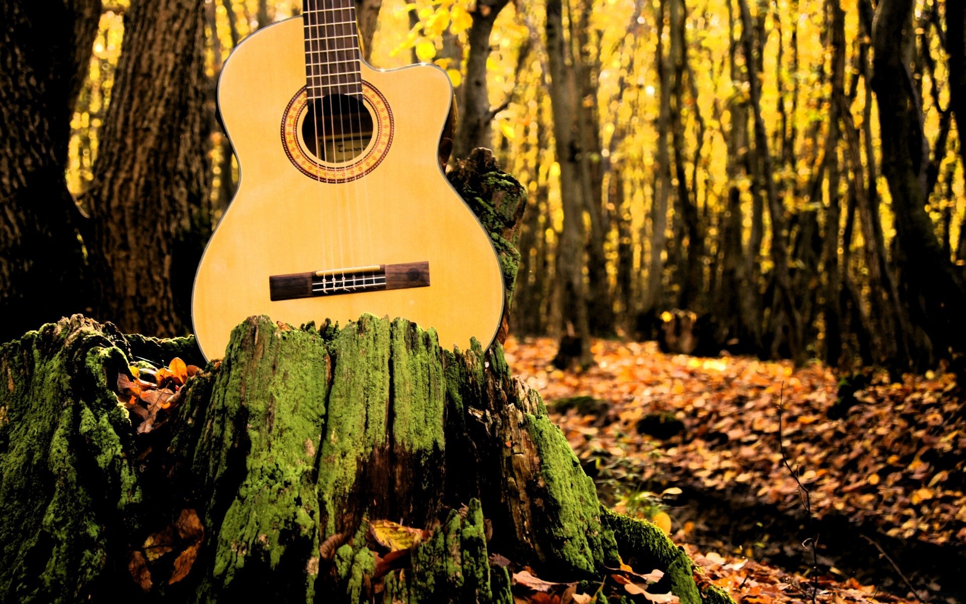 musique bois nature bois à l extérieur automne feuille