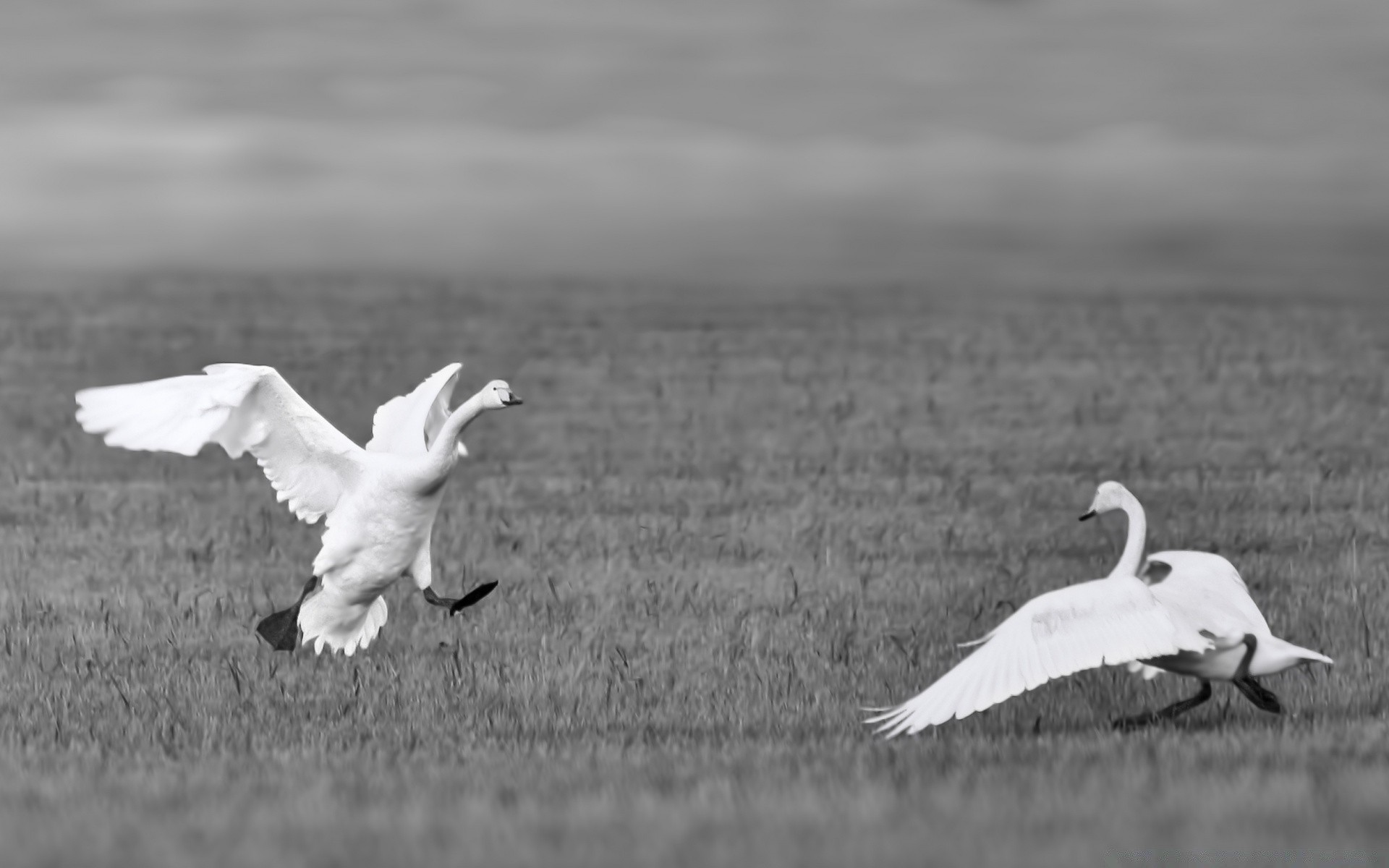 coeurs oiseau nature cygne faune vol animal plume oie ciel lac sauvagine à l extérieur eau oiseaux stérile liberté mouettes un voler bec