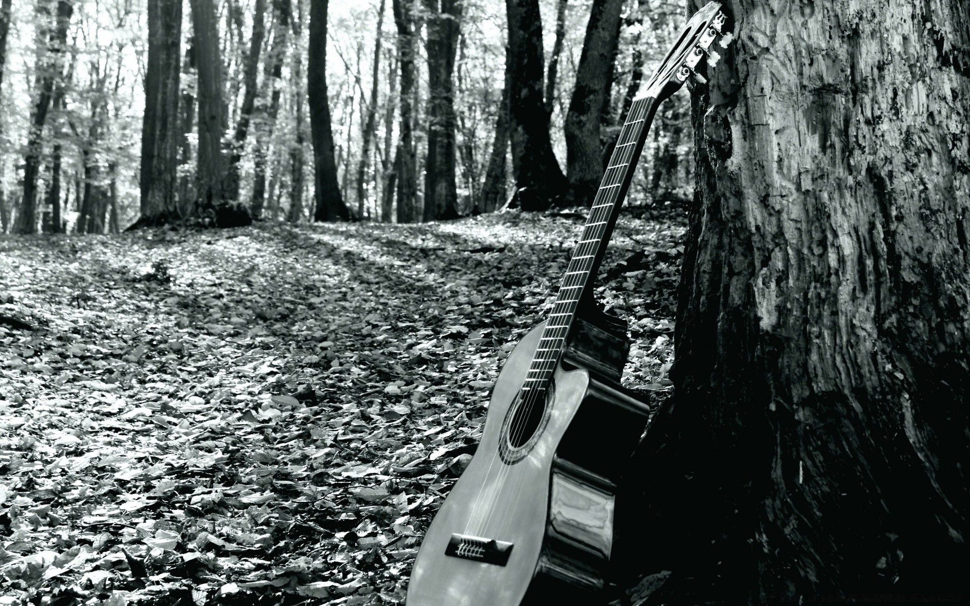 muzyka drewna drewna pojedyncze na zewnątrz park monochromatyczny samochód natura krajobraz system transportu