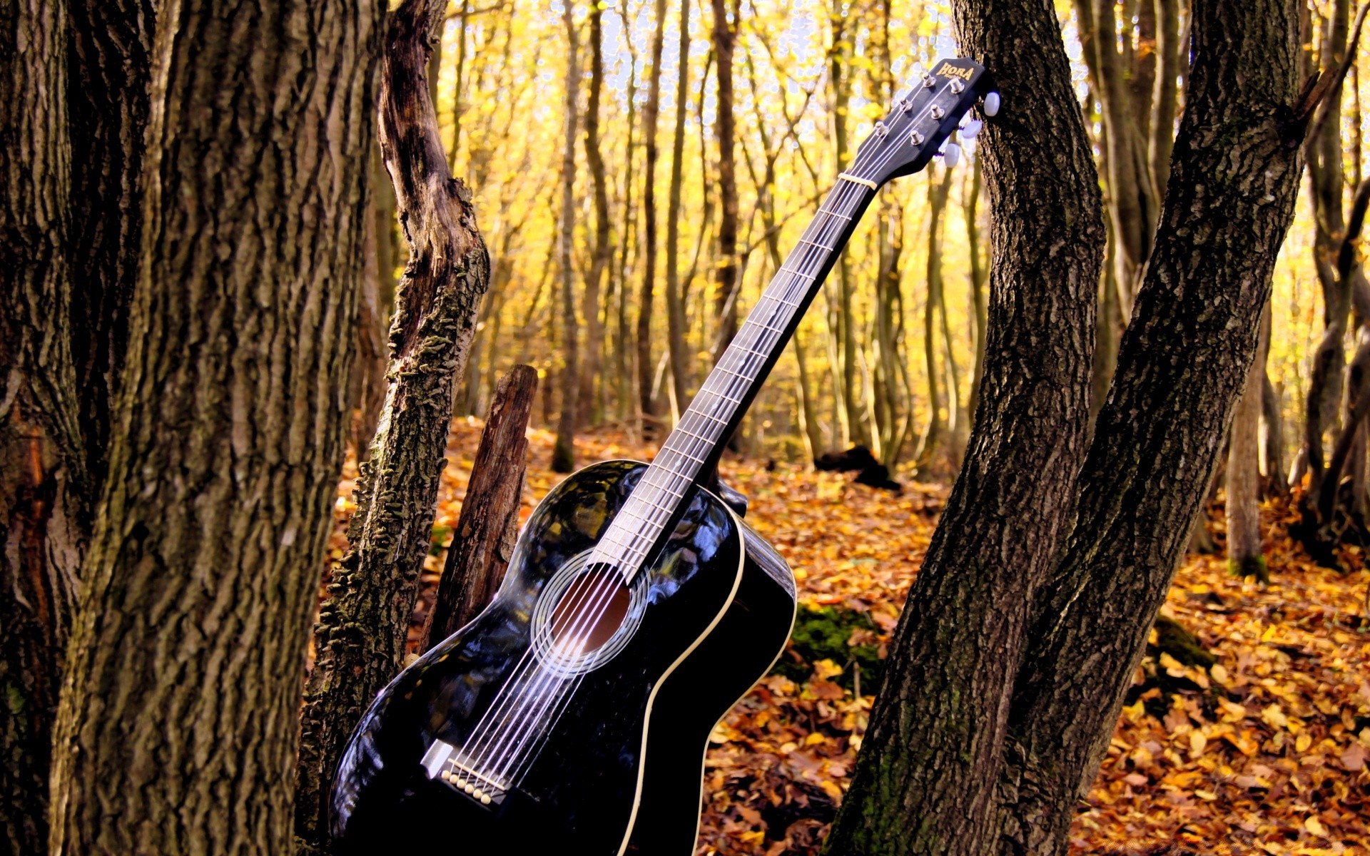 música madera árbol otoño al aire libre naturaleza parque hoja luz temporada solo luz del día arce