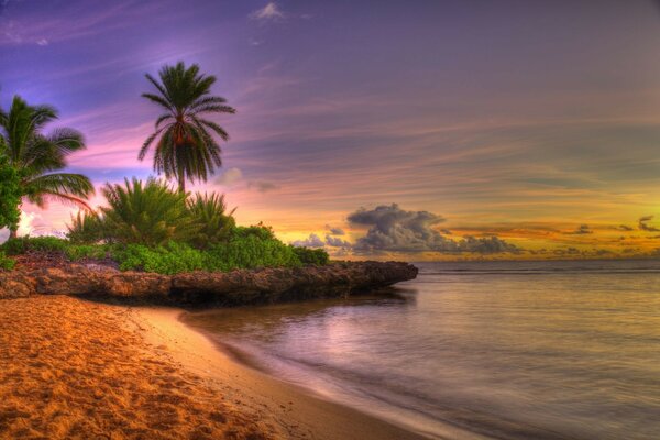 Palm trees on the tropical seashore