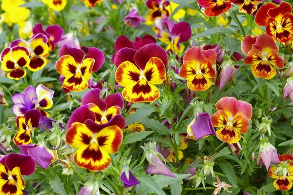 A glade of different pansies