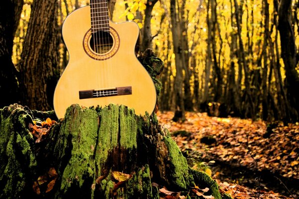 Guitar in a yellow park. Nature