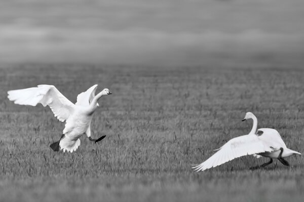 Swans in black and white