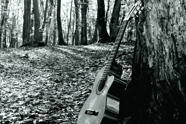 Una guitarra solitaria en el bosque espera a su músico