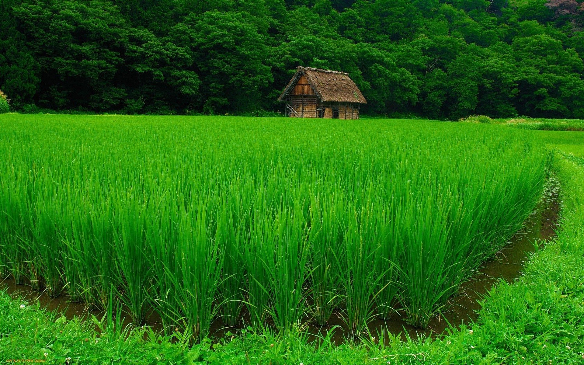 fields meadows and valleys rice agriculture paddy farm grass growth rural lush pasture cereal cropland outdoors field countryside crop flora summer landscape leaf