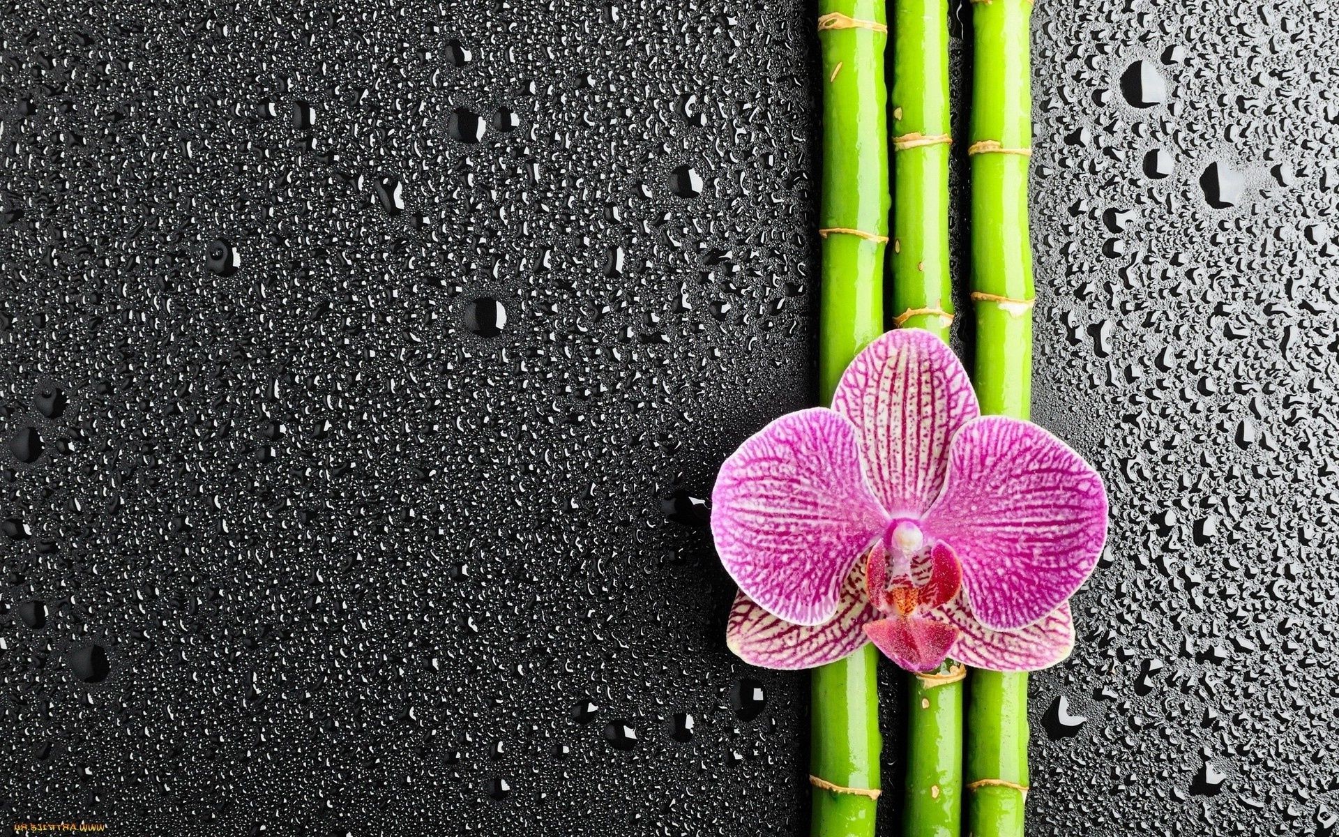 çiçekler zen bambu doğa masaüstü flora çiçek tropikal bahçe