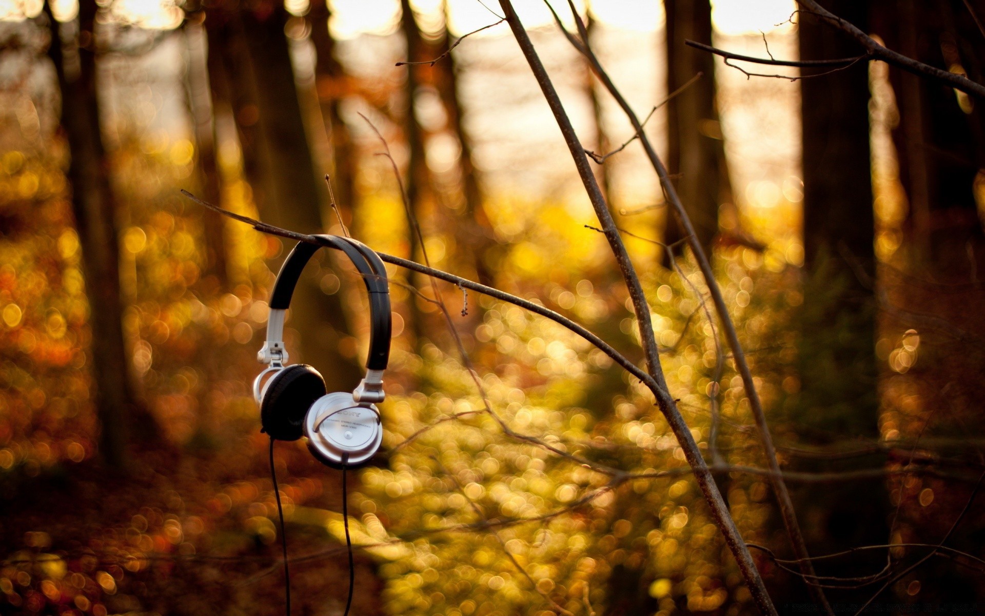 música madera otoño árbol naturaleza hoja al aire libre oro parque luz temporada color