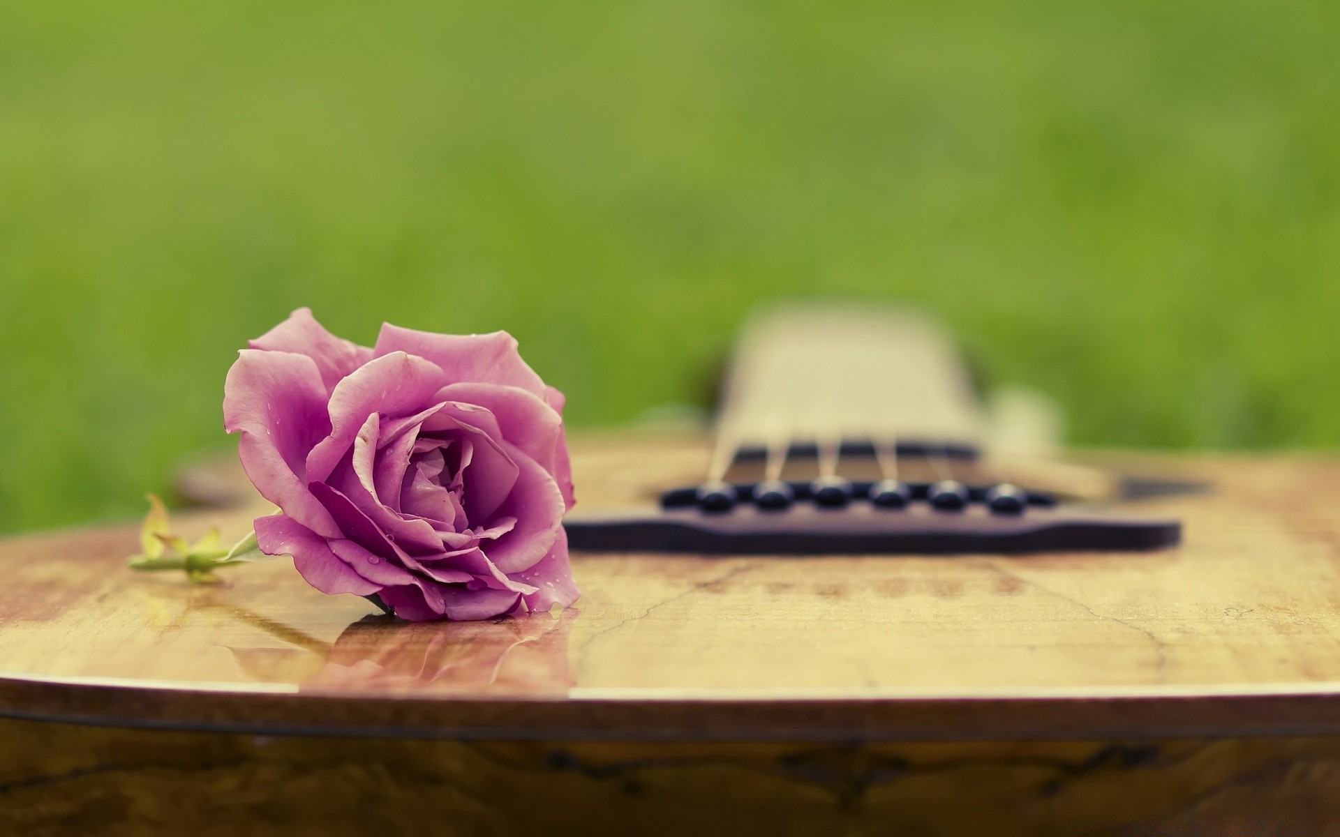 musique fleur nature table été nature morte bois mariage romance flou relaxation amour rose romantique à l extérieur