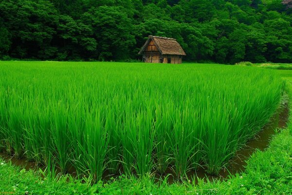 Pequeña casa junto al estanque de arroz