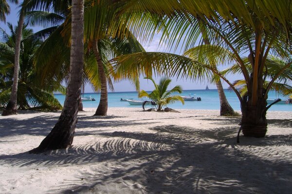 A paradise of a tropical island with a sandy beach and palm trees