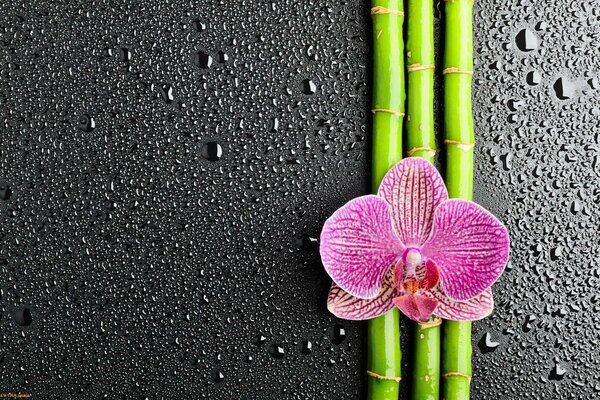 Orchid and bamboo are wonderful combinations for learning zen