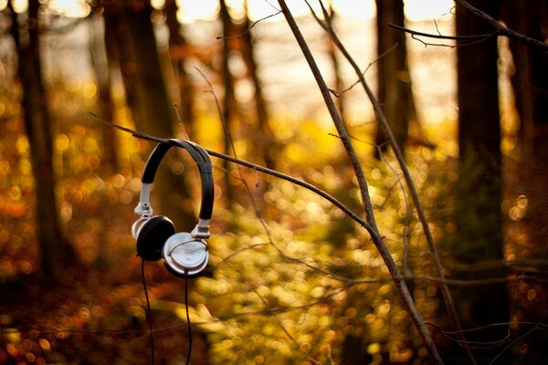 Casque sur une branche dans le parc d automne